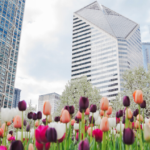 Spring housing market update - chicago real estate